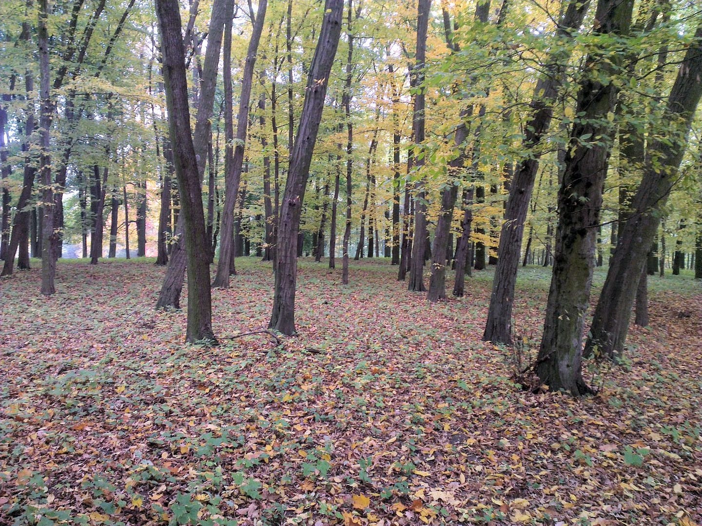 Park Jesienią
