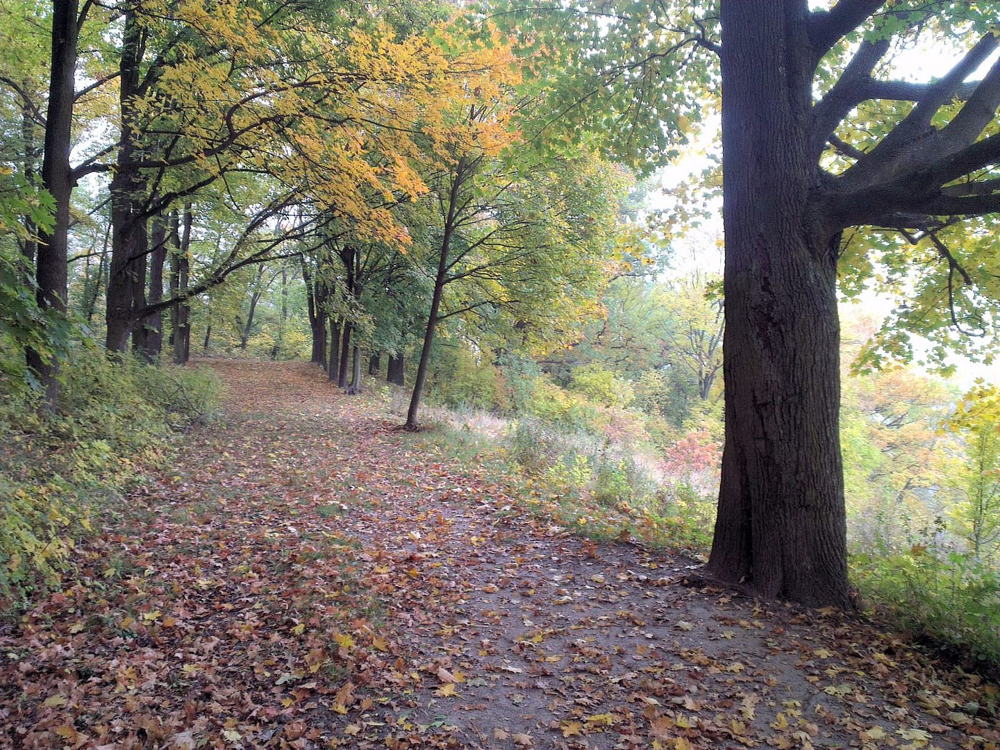 Park Jesienią