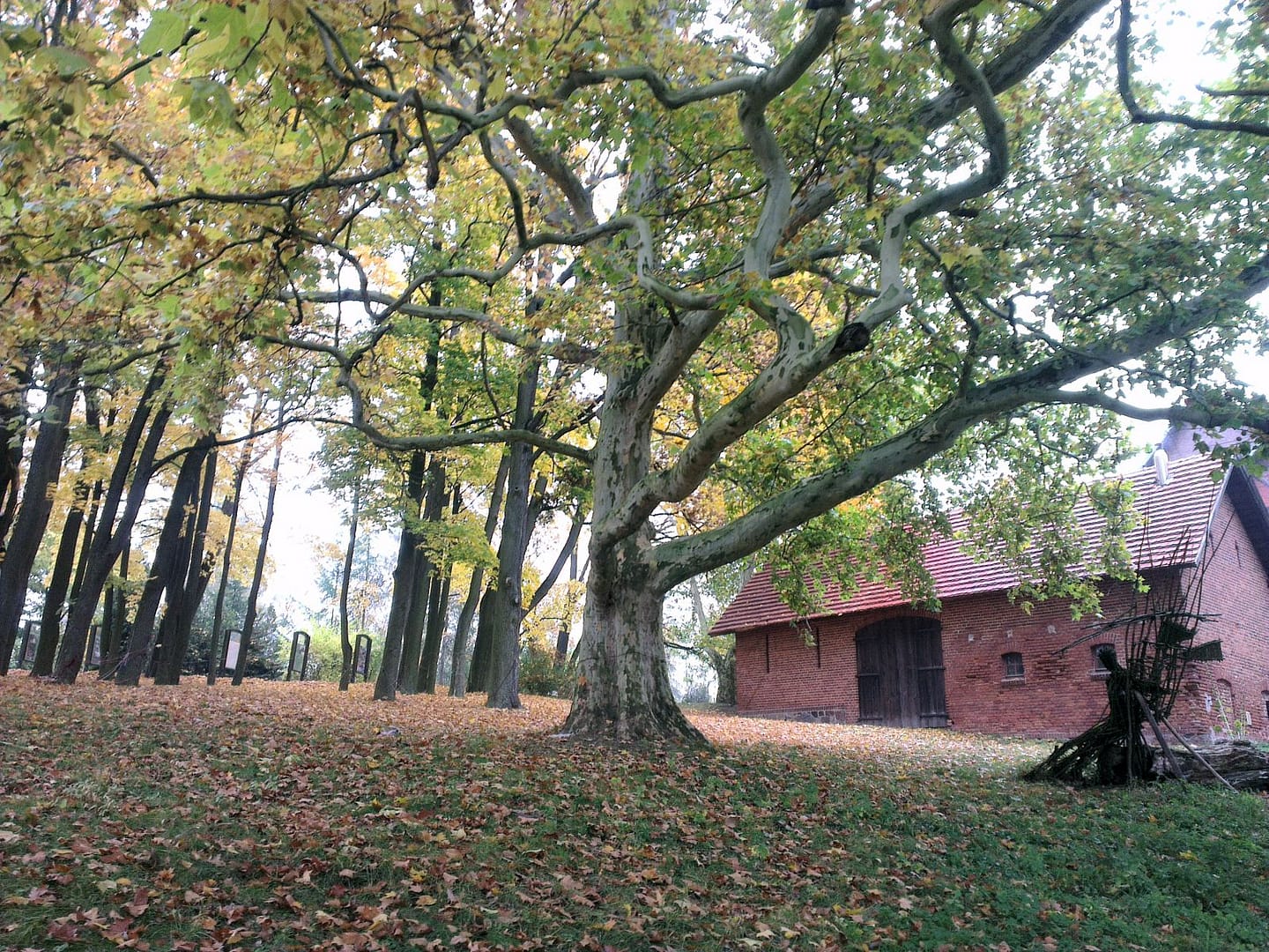 Park Jesienią