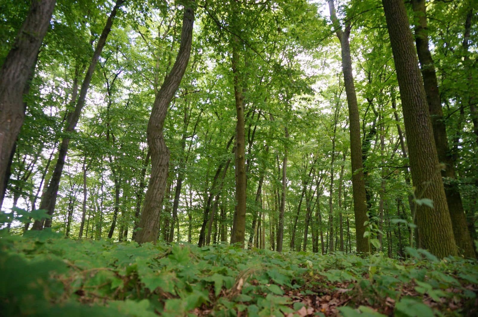 Park w Skłudzewie
