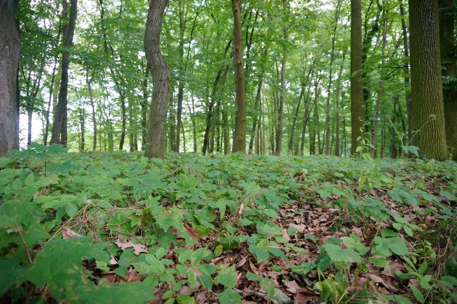 Park w Skłudzewie