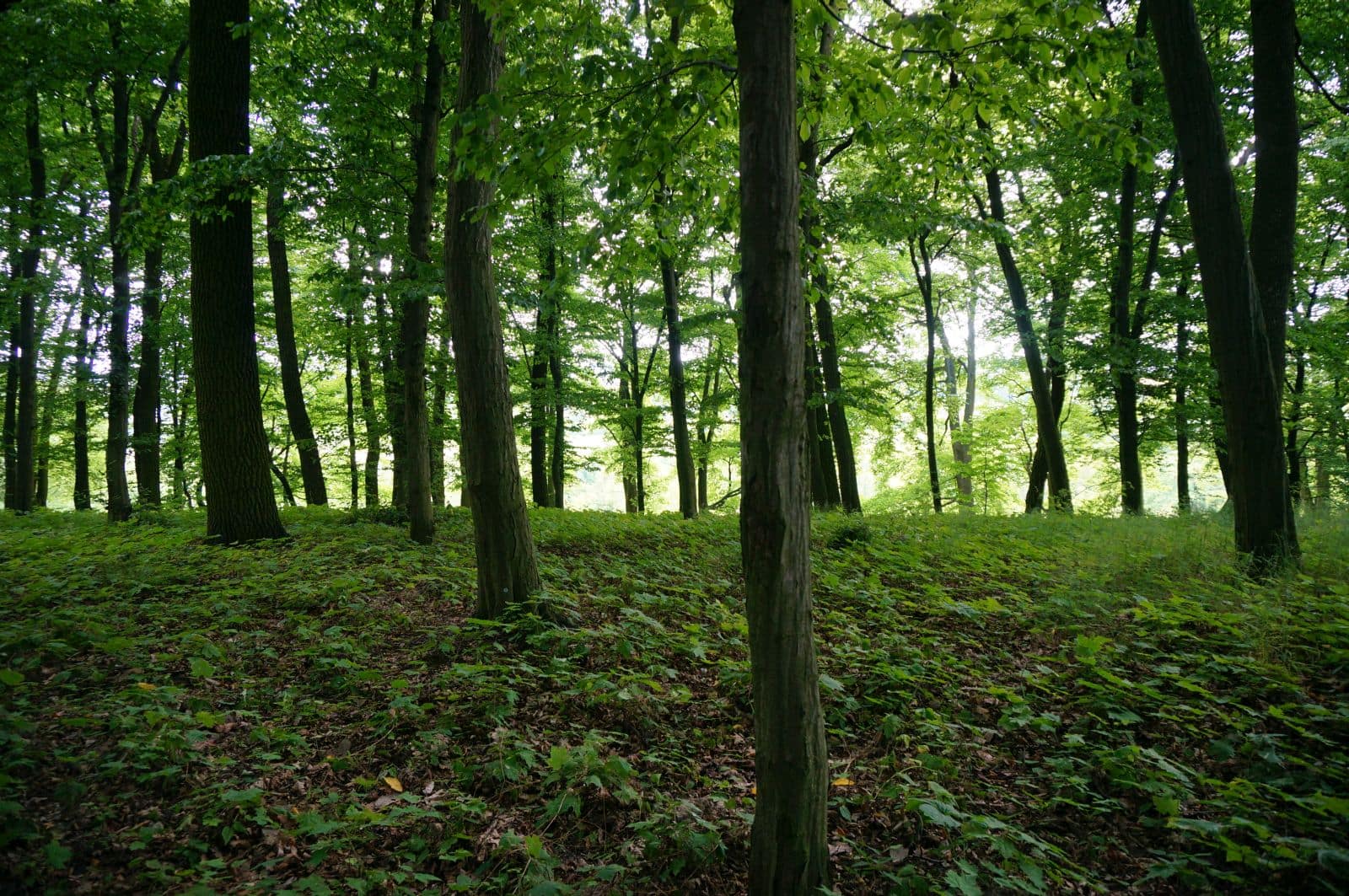Park w Skłudzewie