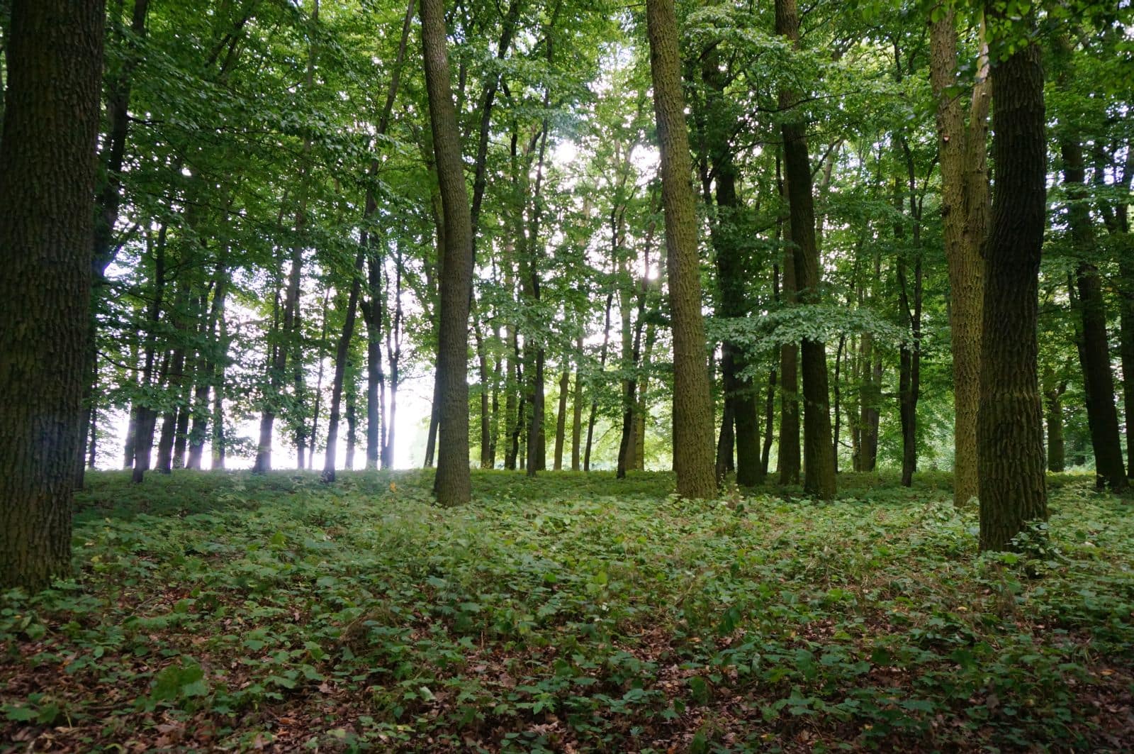 Park w Skłudzewie