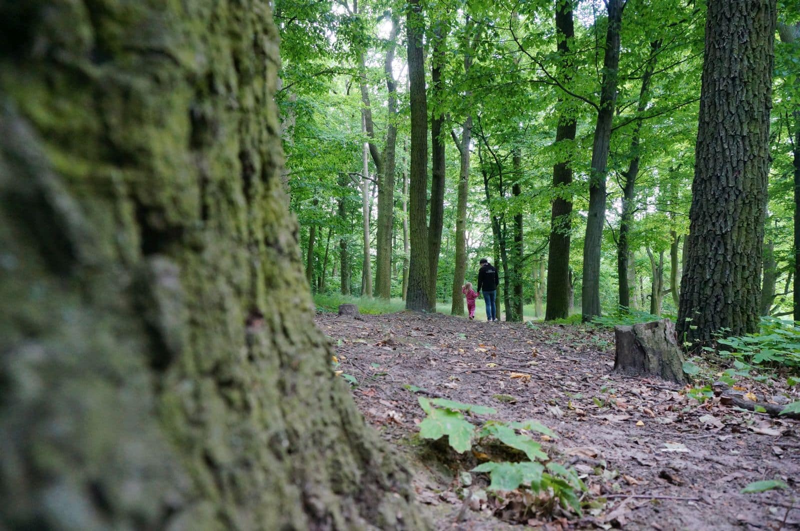 Park w Skłudzewie