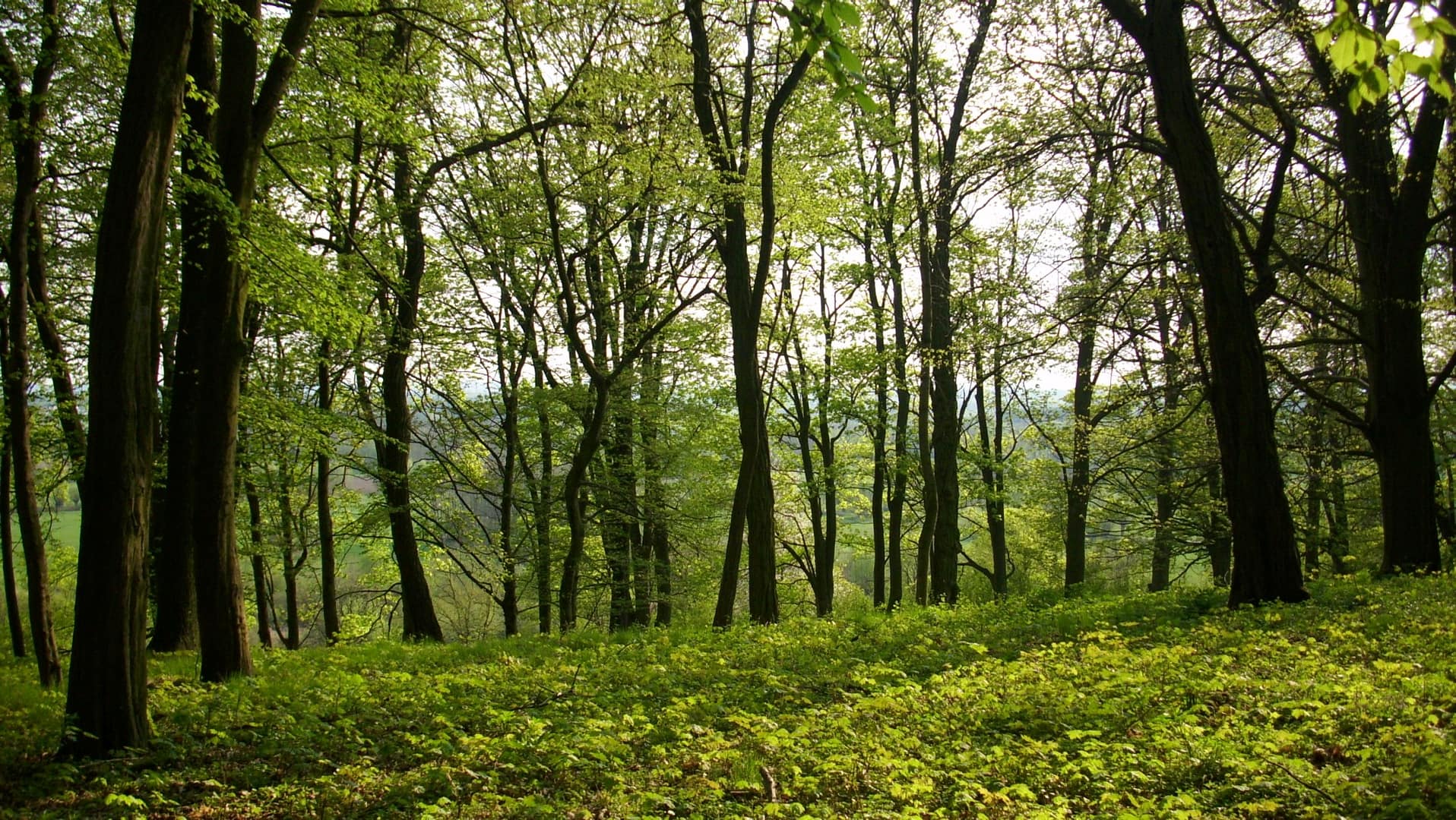 Park w Skłudzewie