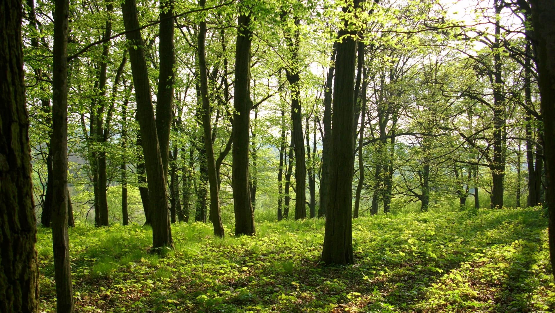 Park w Skłudzewie