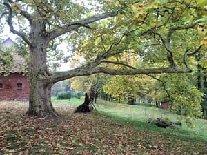 Platan, park w Skłudzewie
