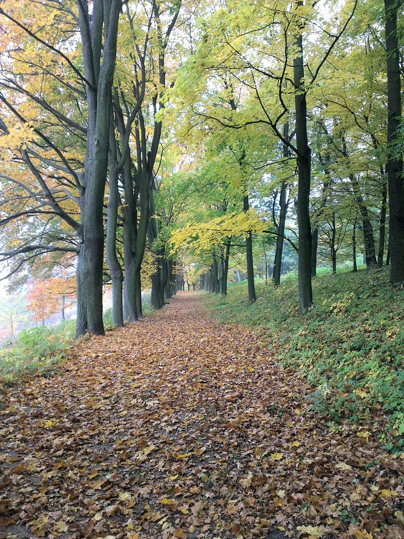 Park Jesienią