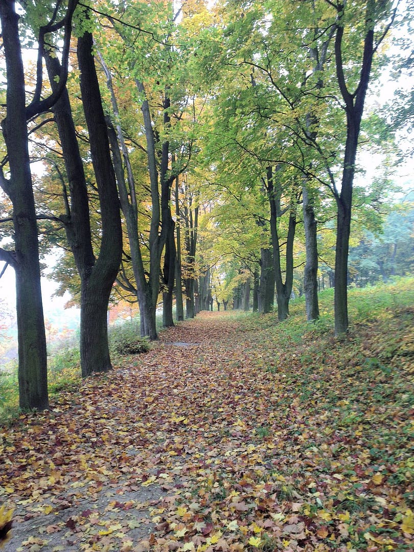 Park Jesienią