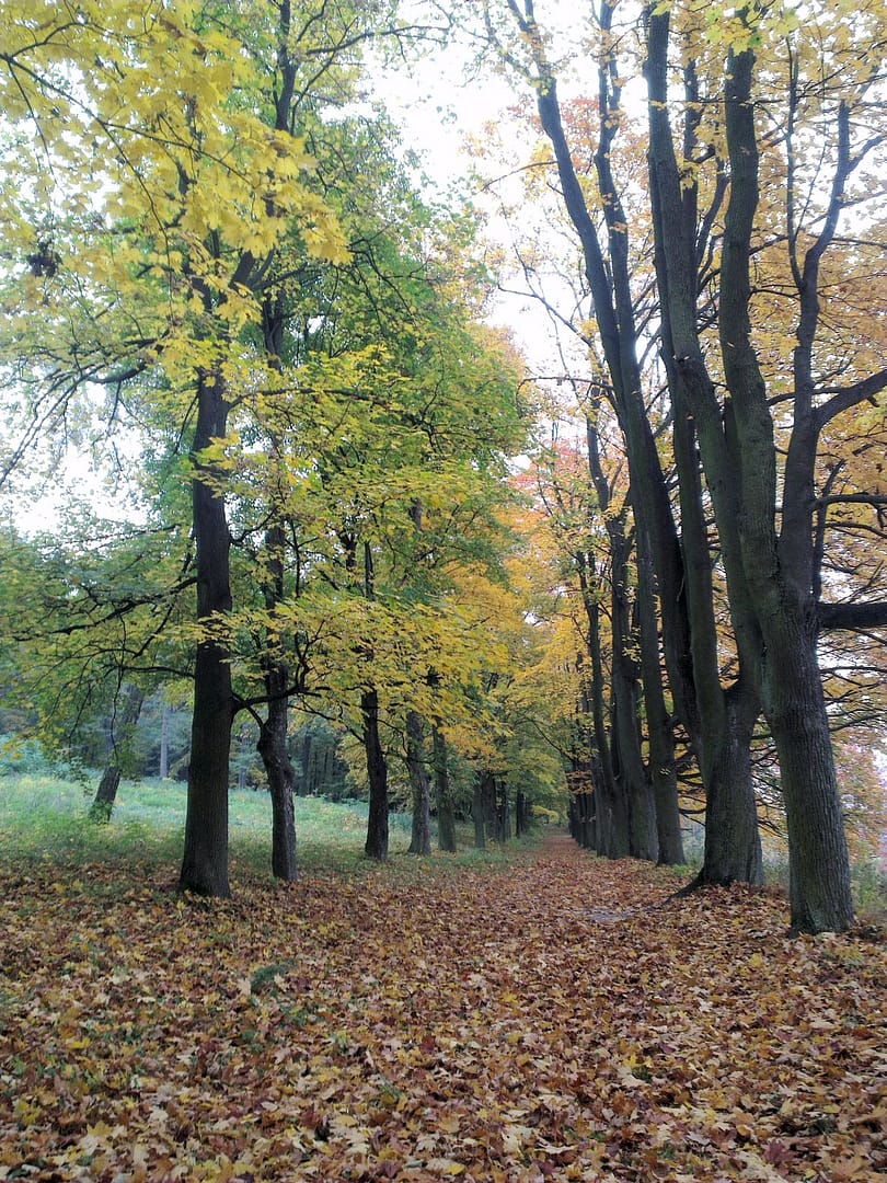 Park Jesienią