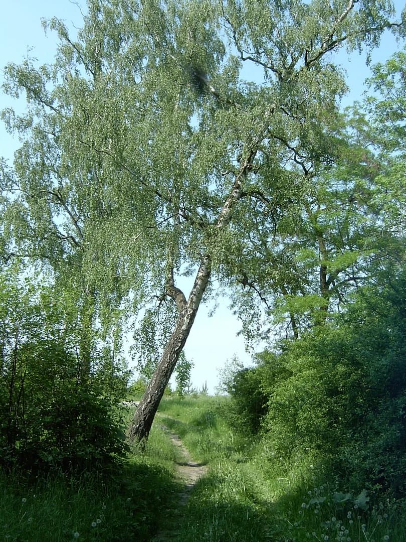 Park w Skłudzewie